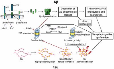 Perturbations of Ubiquitin-Proteasome-Mediated Proteolysis in Aging and Alzheimer’s Disease